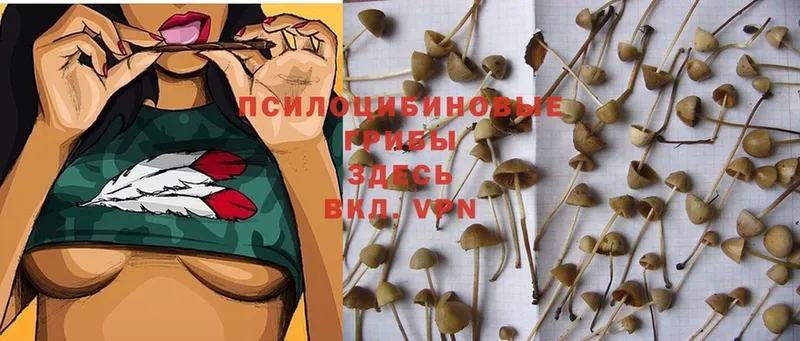 Псилоцибиновые грибы Magic Shrooms  мега онион  Болотное 